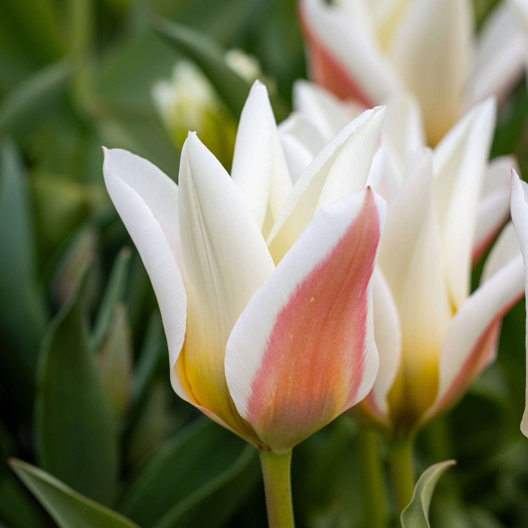 Tulpe 'Serano'